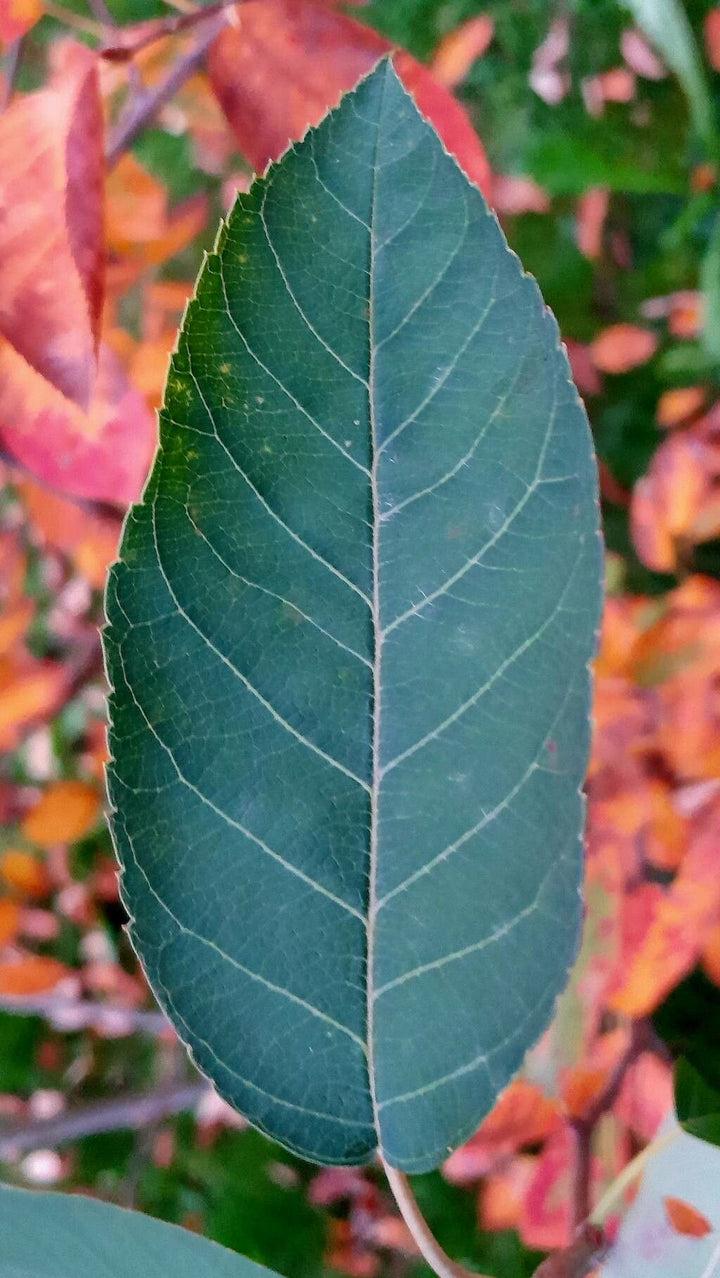 Lamarcki Serviceberry - June Berry