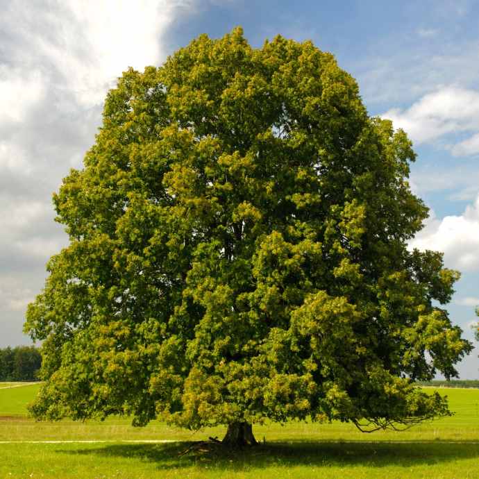 Hybrid American Chestnut Tree