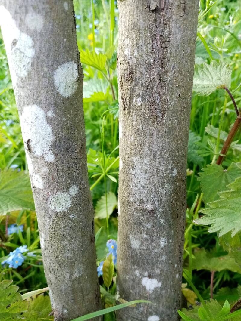 Lamarcki Serviceberry - June Berry