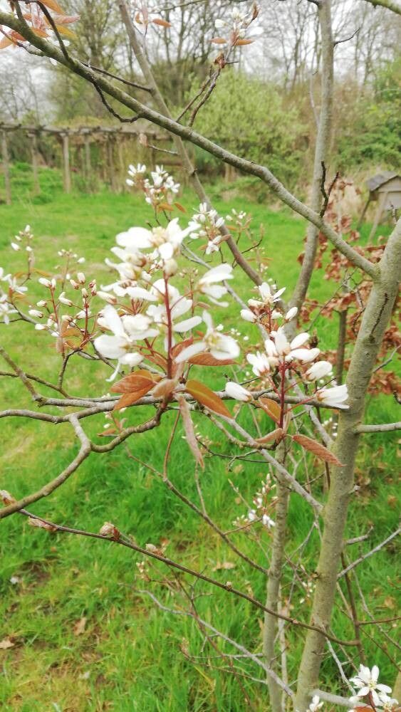 Lamarcki Serviceberry - June Berry