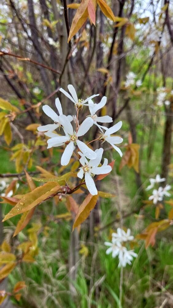 Lamarcki Serviceberry - June Berry