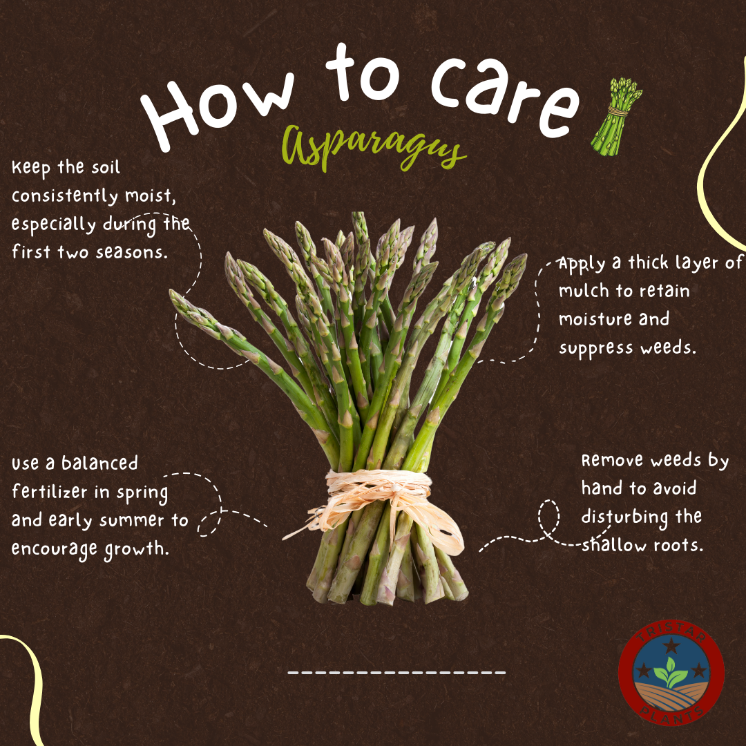 Asparagus 'Purple Passion'