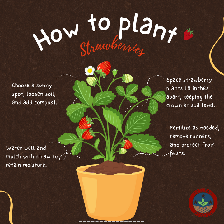Strawberries Everbearing 'Albion'