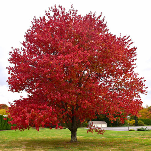 Maple 'Native Red'