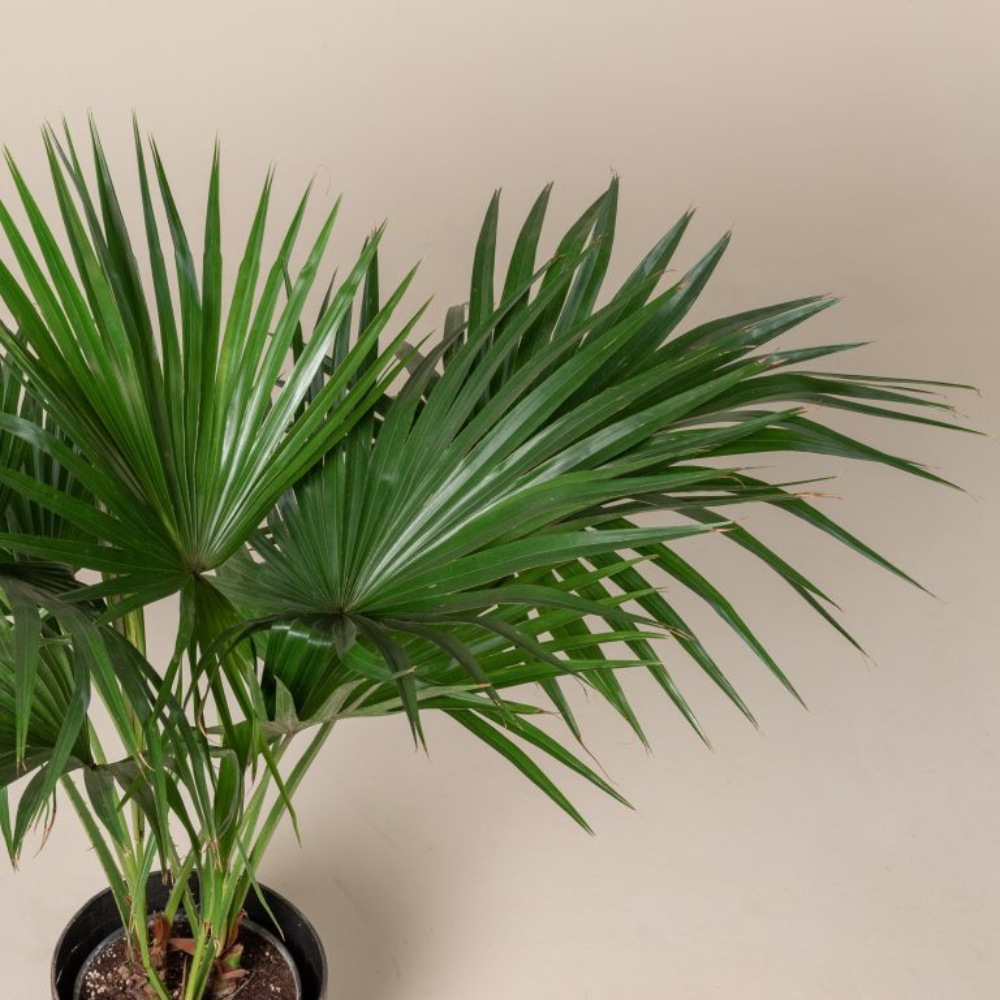Chinese Fan Palm Livistona – Tristar Plants