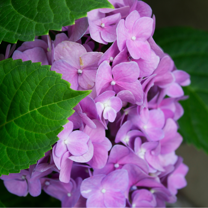 Hydrangea  'Nikko Blue'