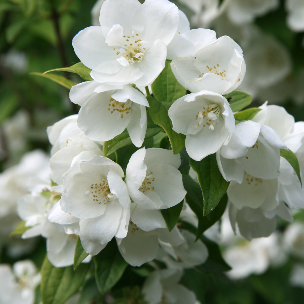 Mock Orange