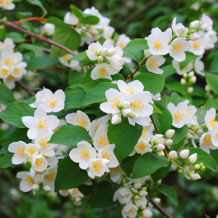 Mock Orange