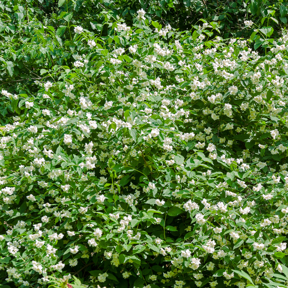 Mock Orange