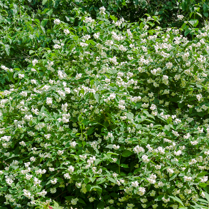 Mock Orange