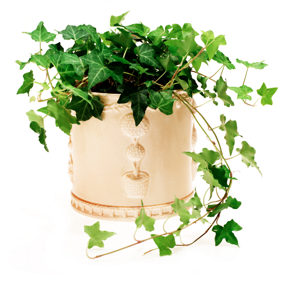 English Ivy