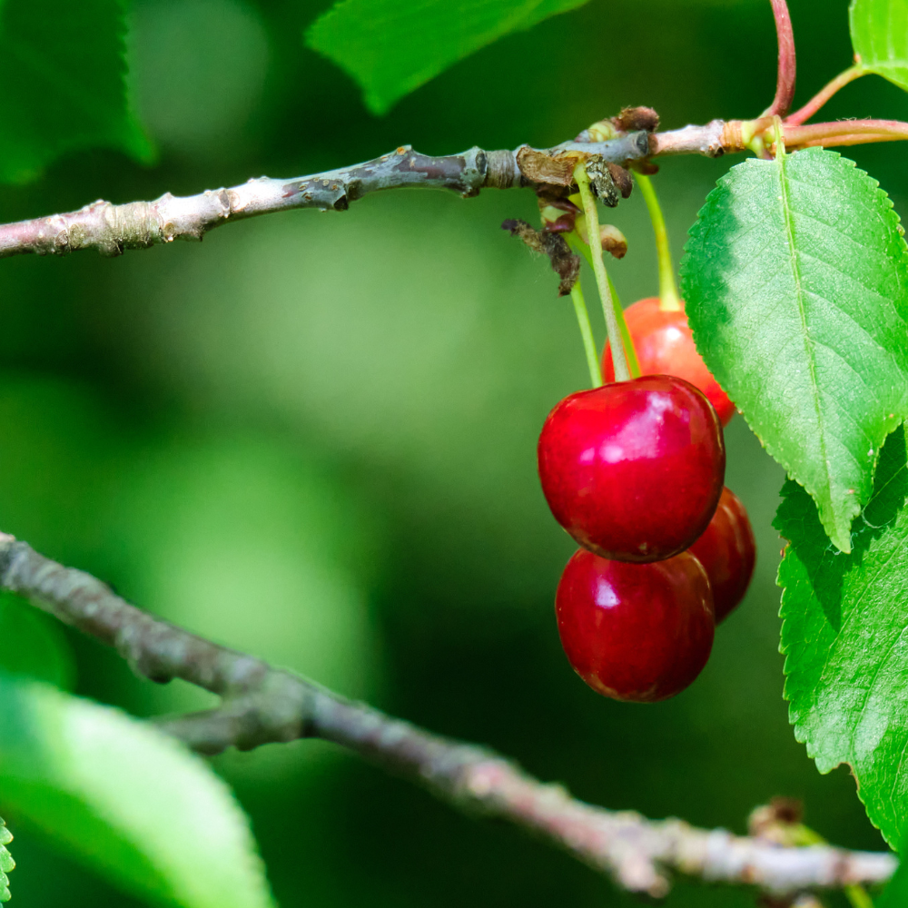 Cherry 'North Star'