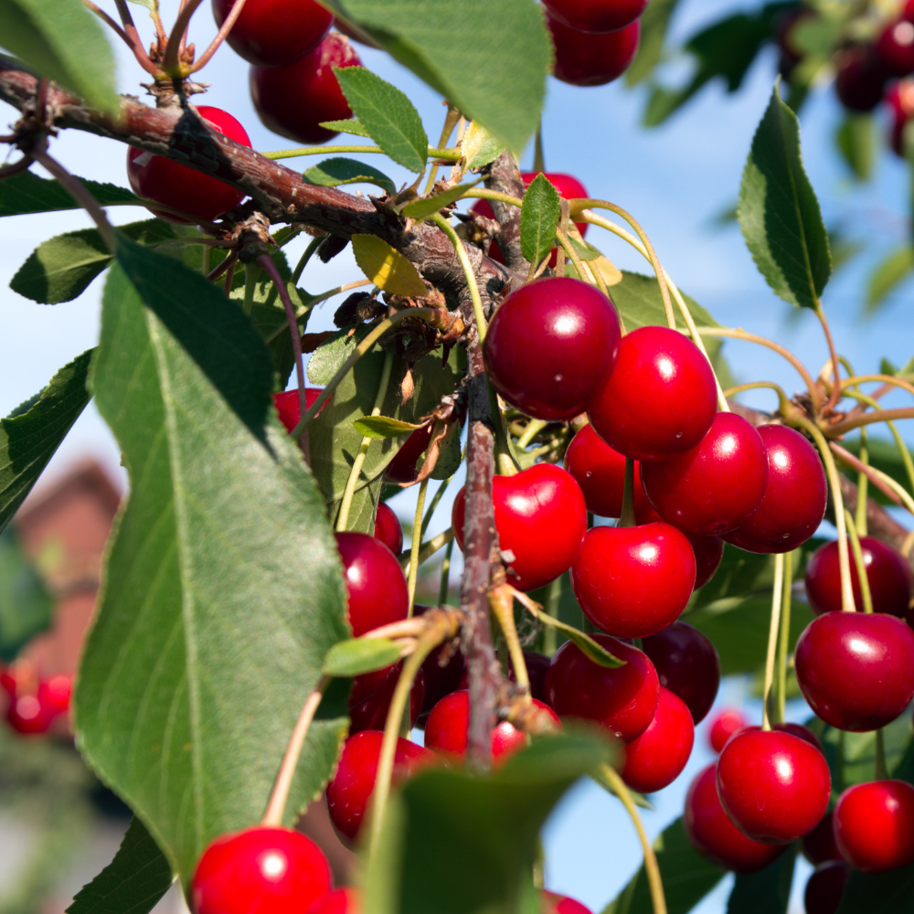 Cherry 'North Star'