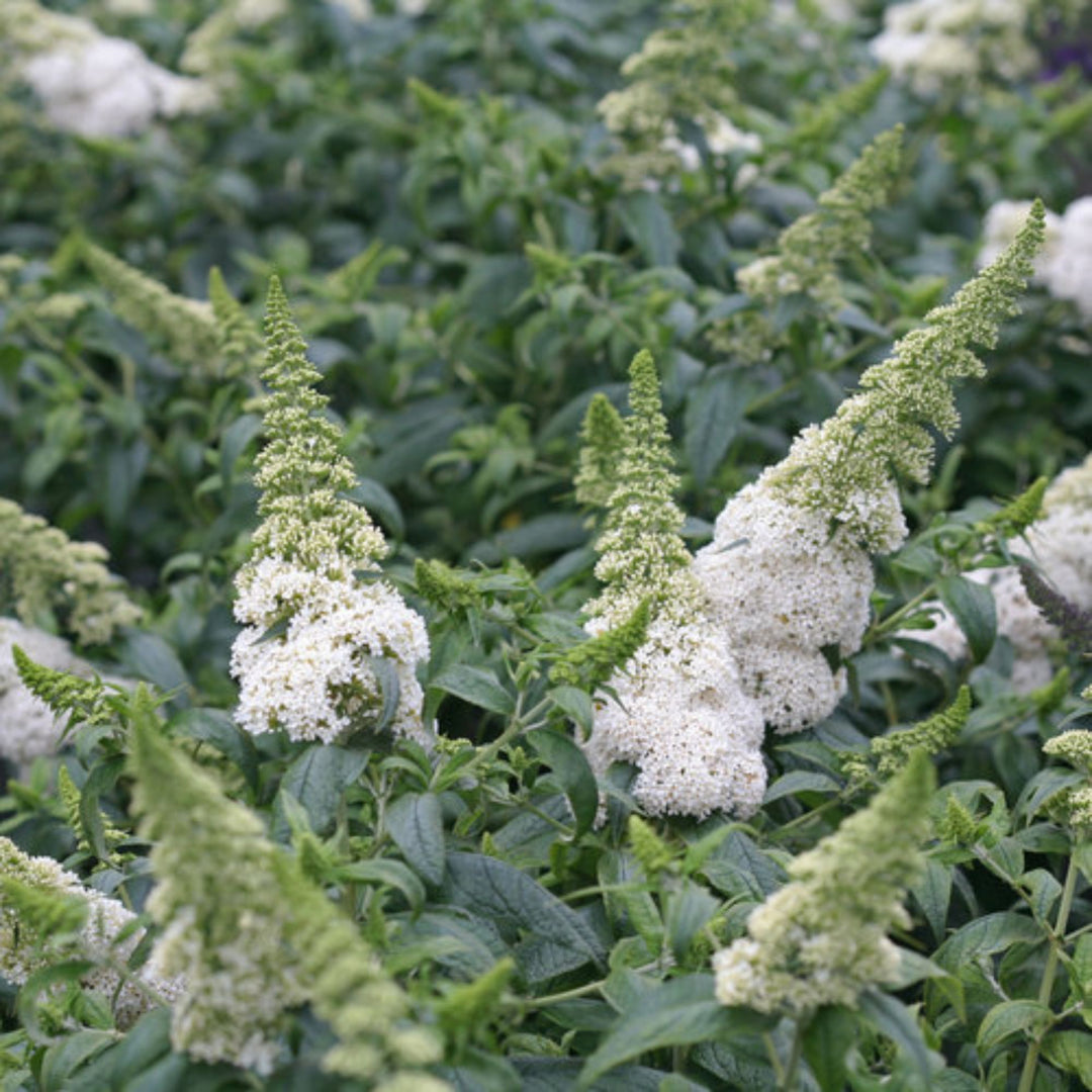 Butterfly Bush 'White Profusion'