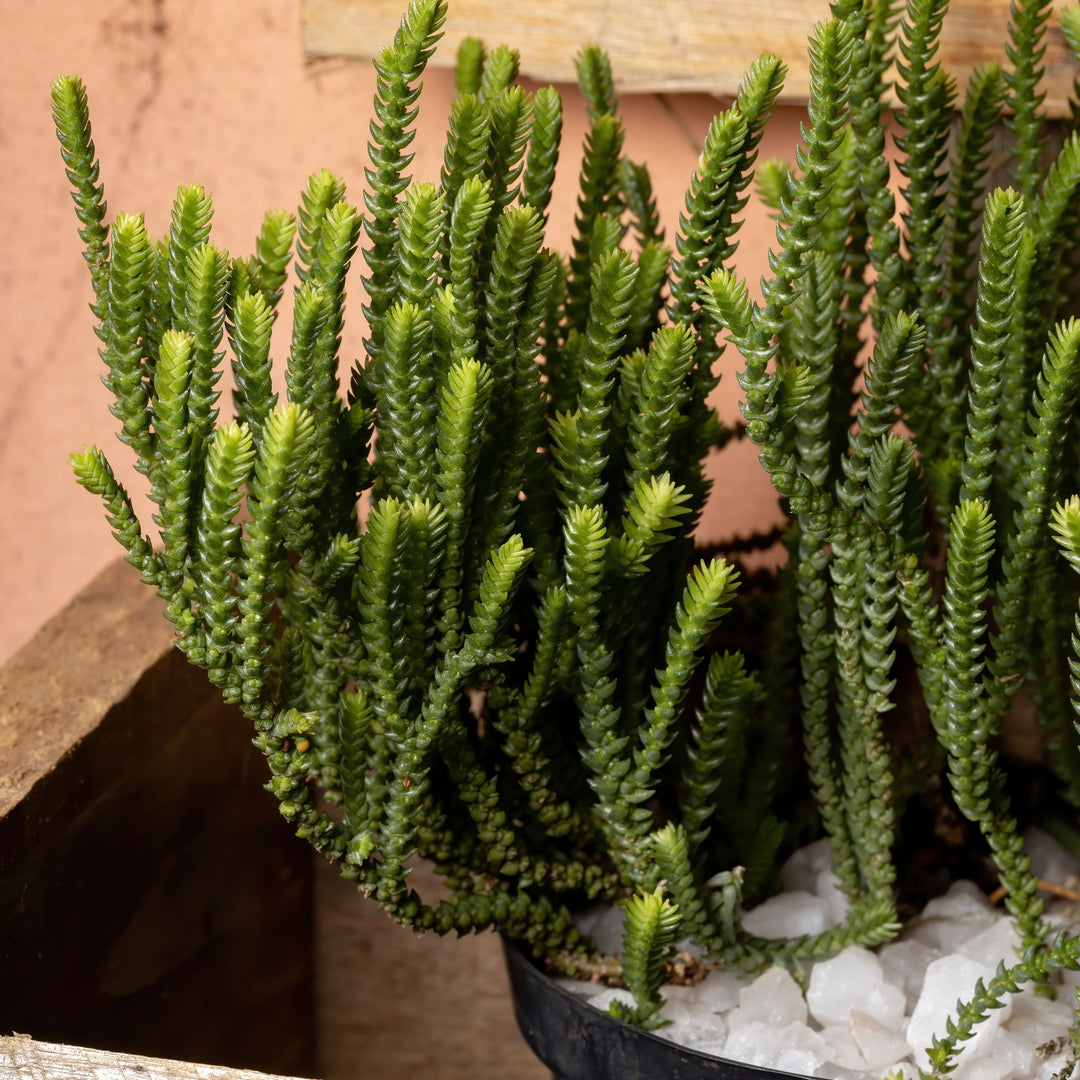 Crassula Muscosa 'Watch Chain Plant'