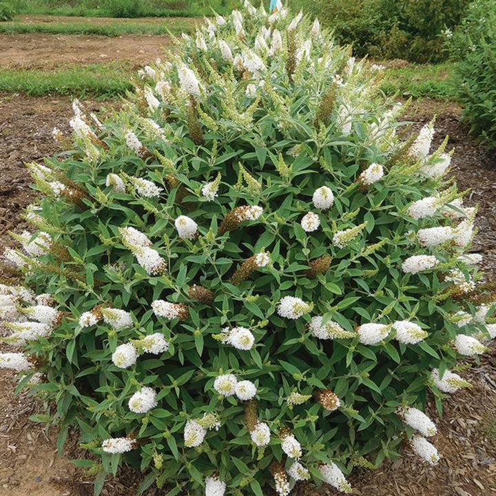 Butterfly Bush 'White Profusion'