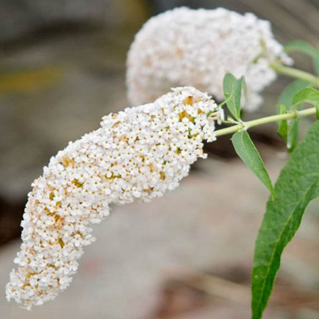 Butterfly Bush 'White Profusion'