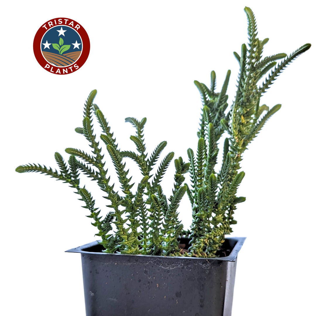 Crassula Muscosa 'Watch Chain Plant'