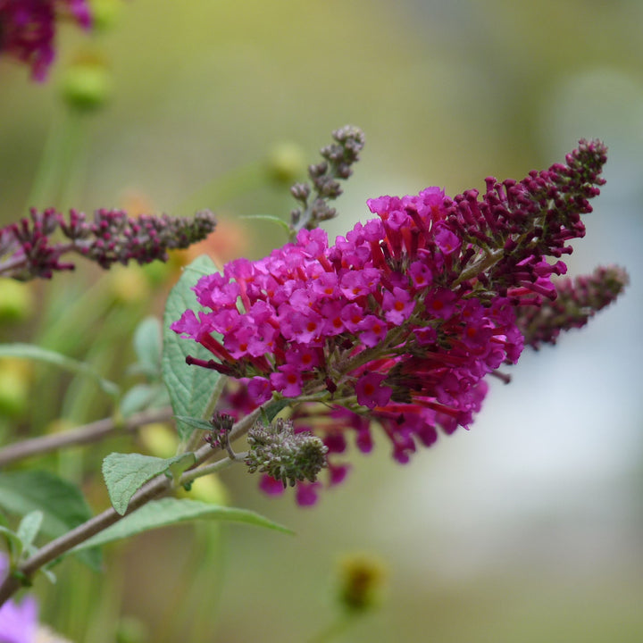 Butterfly Bush 'Royal Red'