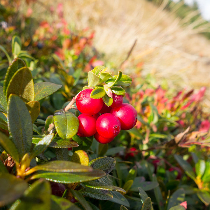 Cranberry Bush 'Ben Lear'