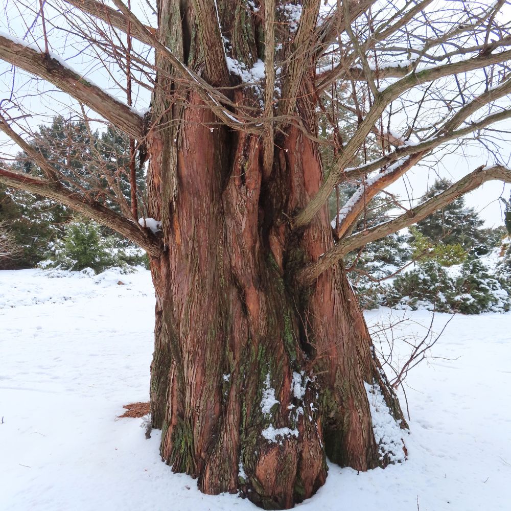 Dawn Redwood 'Metasequoia Glyptostroboides'