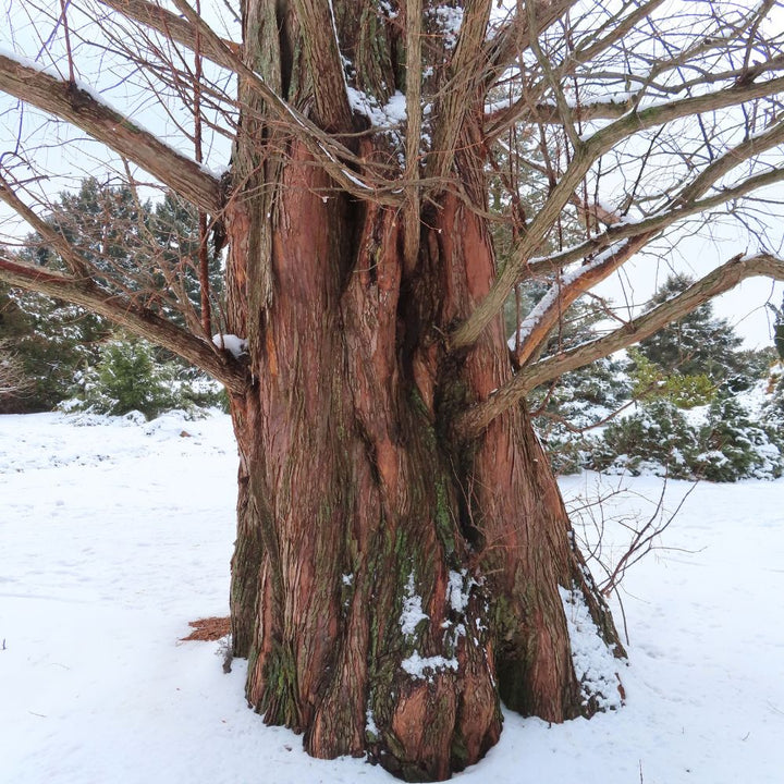 Dawn Redwood 'Metasequoia Glyptostroboides'