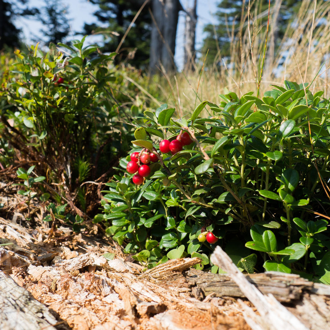Cranberry Bush 'Ben Lear'