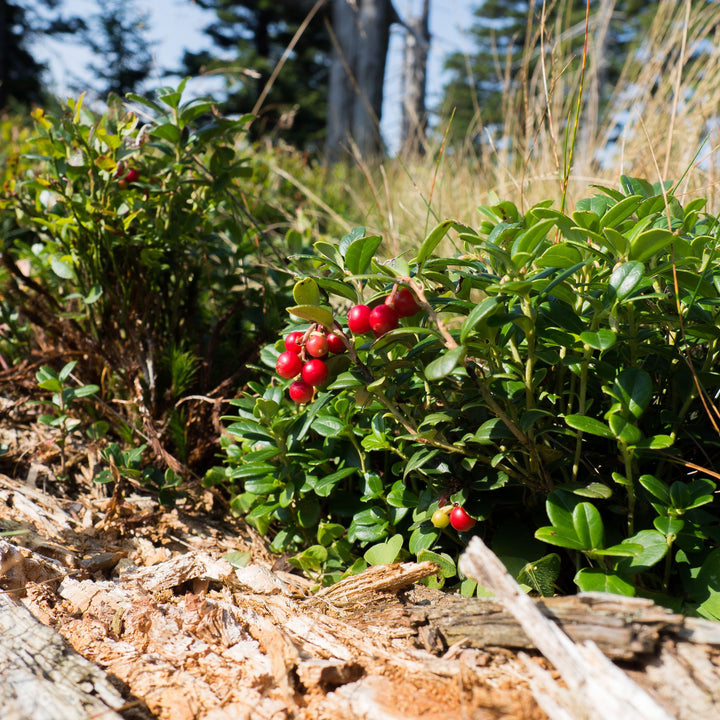 Cranberry Bush 'Ben Lear'