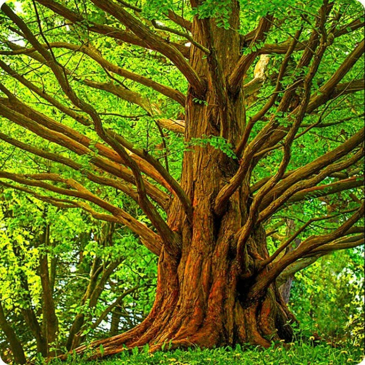 Dawn Redwood 'Metasequoia Glyptostroboides'
