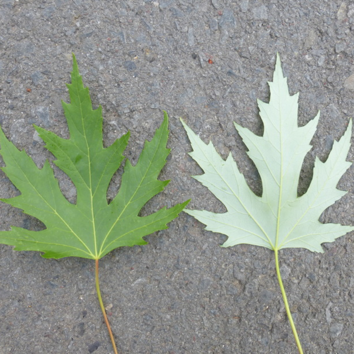 Maple 'Silver Maple'