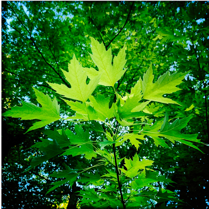 Maple 'Silver Maple'
