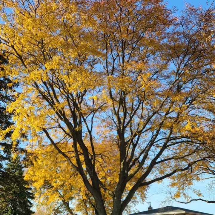 Maple 'Silver Maple'