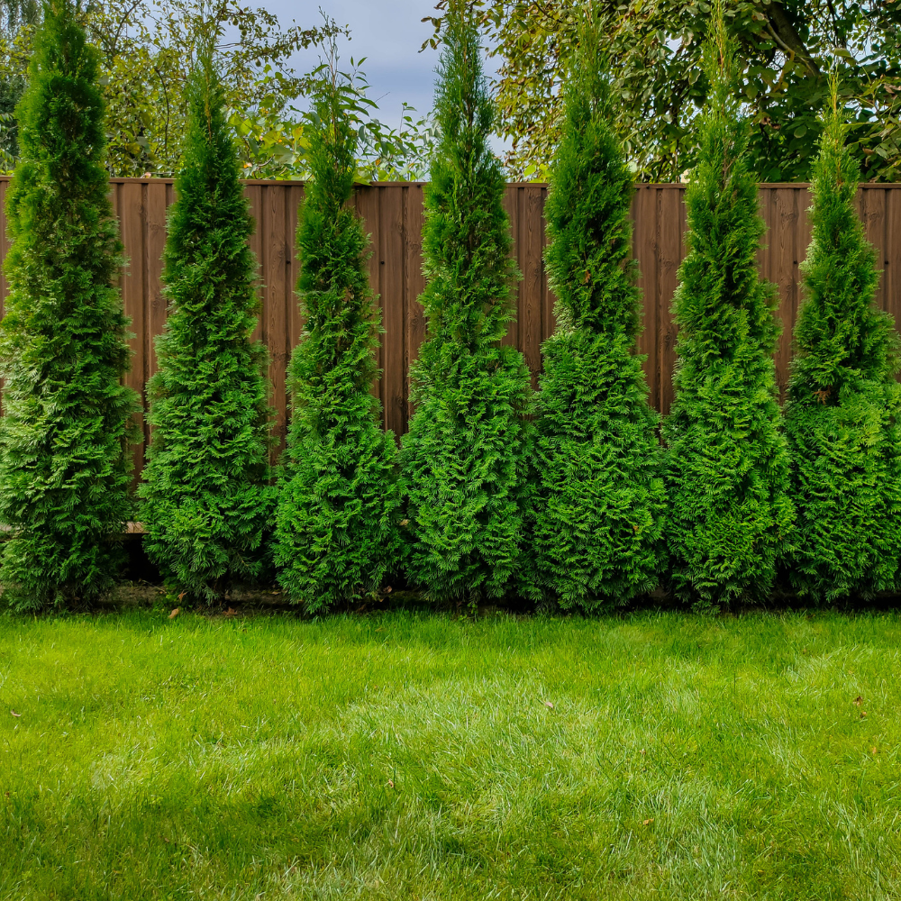 Thuja Green Giant Arborvitae