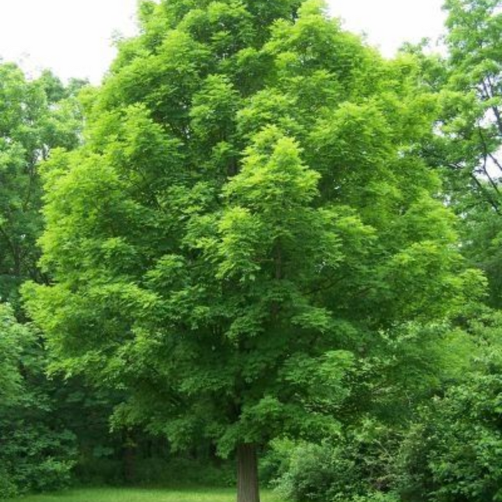 Maple 'Silver Maple'