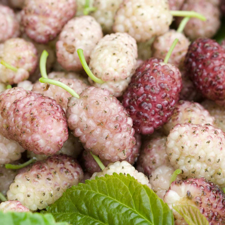 White Mulberry Tree