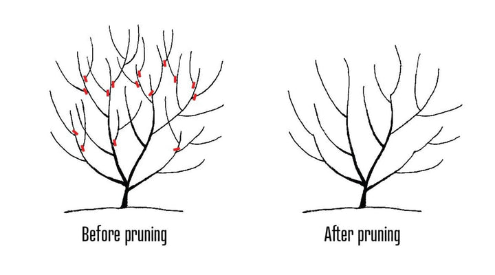 Allegheny Serviceberry