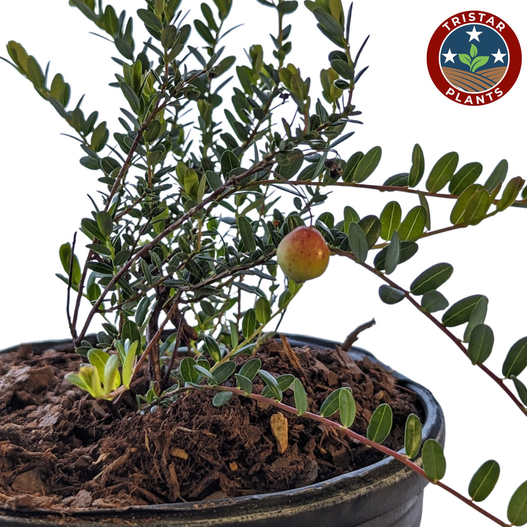 Cranberry Bush 'Ben Lear'