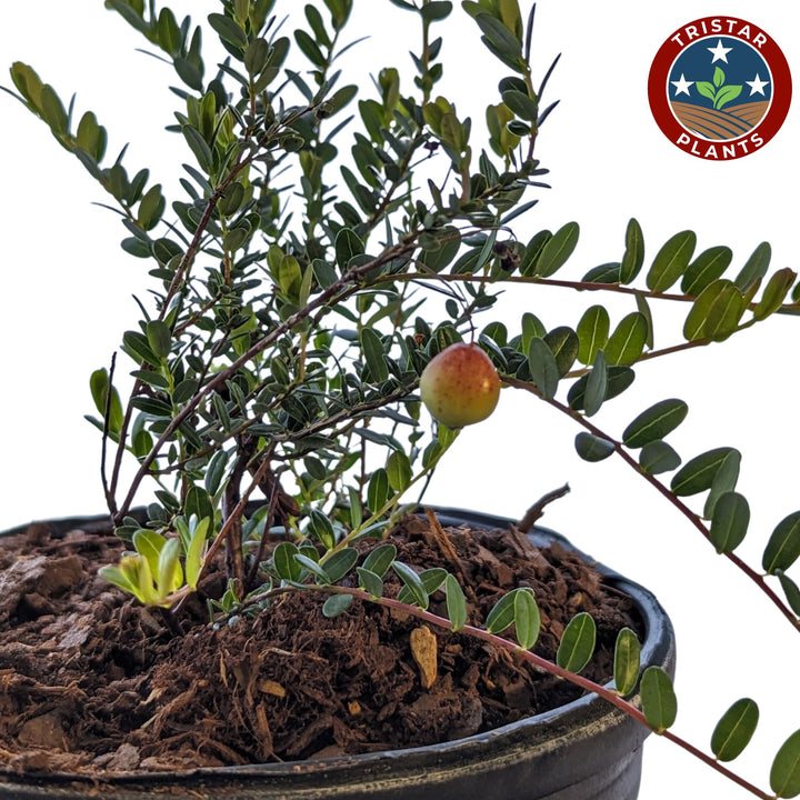 Cranberry Bush 'Ben Lear'