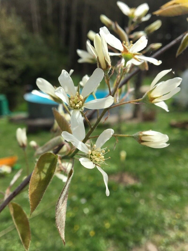 Lamarcki Serviceberry - June Berry