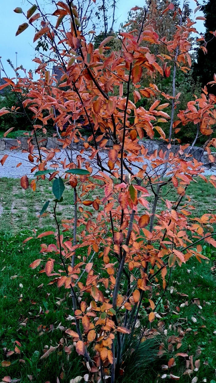 Lamarcki Serviceberry - June Berry