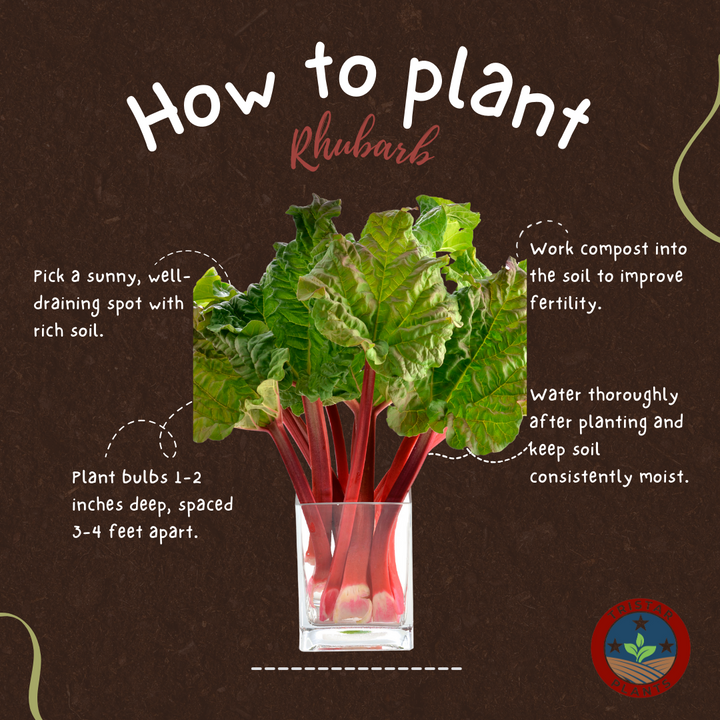 Rhubarb 'Valentine'