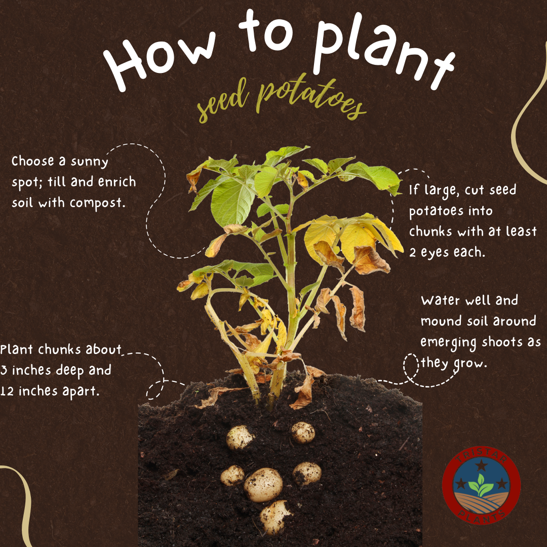 Seed Potato 'Teton Russet'