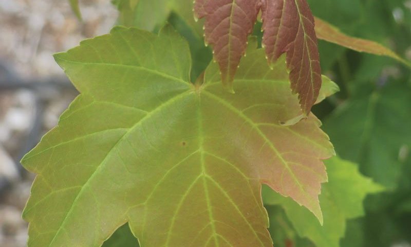 Maple 'Native Red'