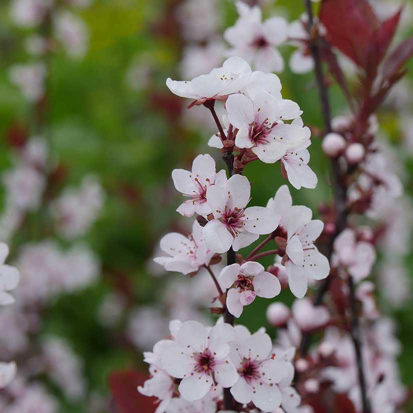 Purple Leaf Sand cherry