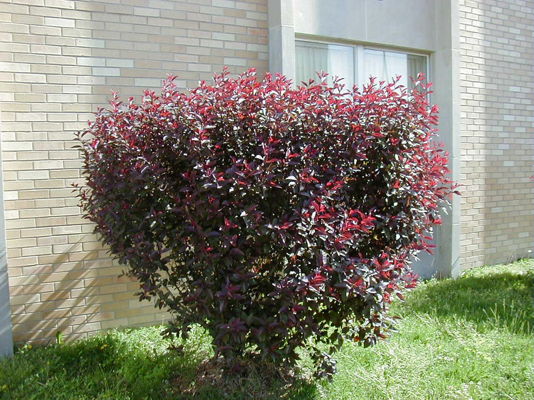 Purple Leaf Sandcherry shrub