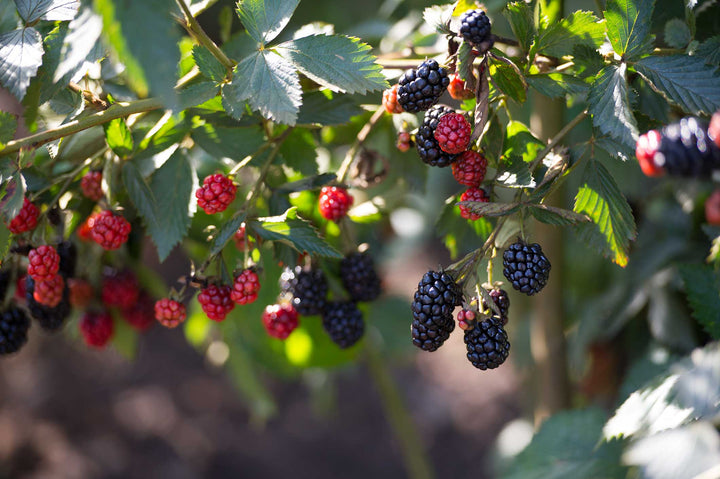 Triple crown blackberry