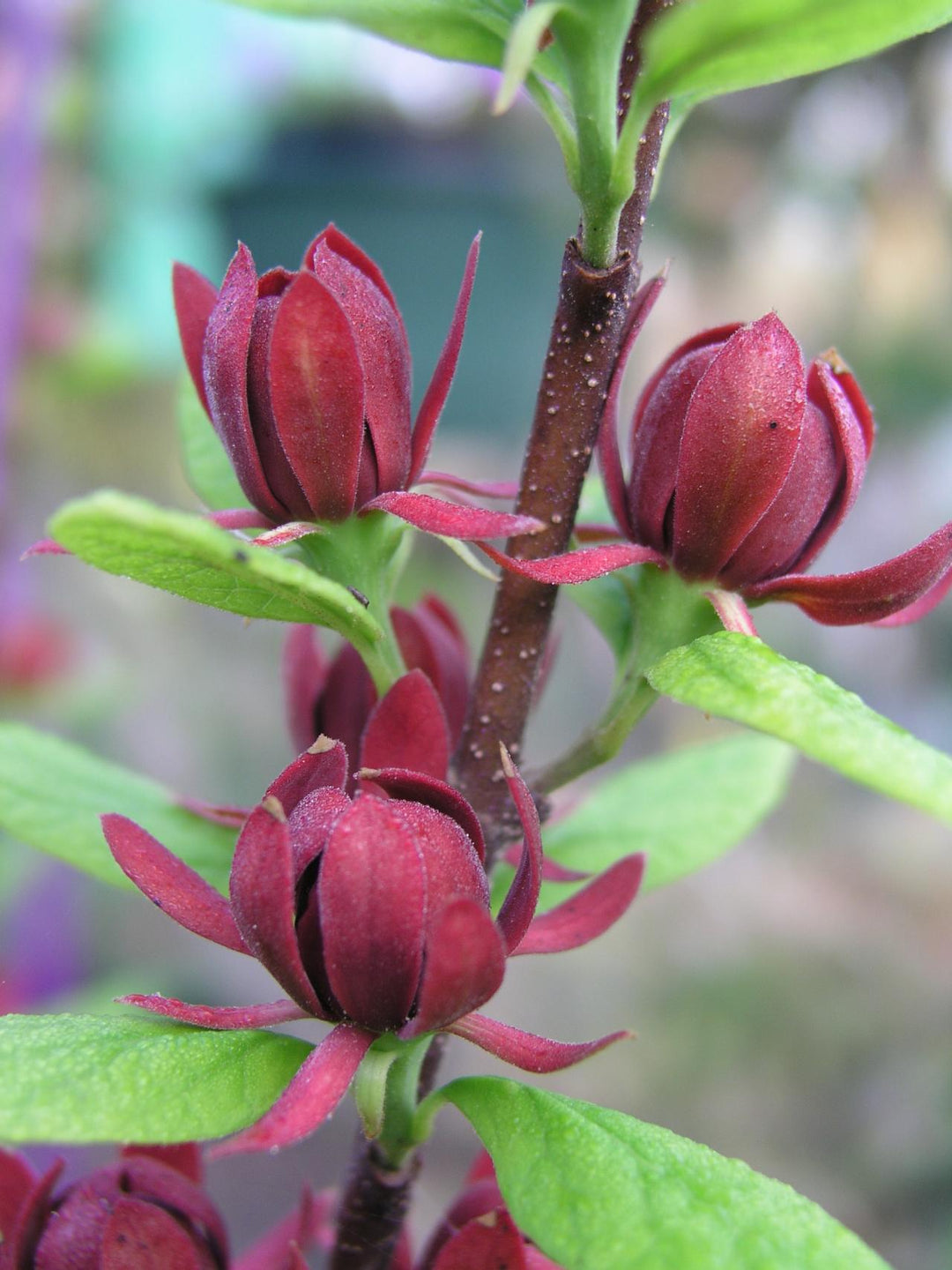 Eastern Sweetshrub