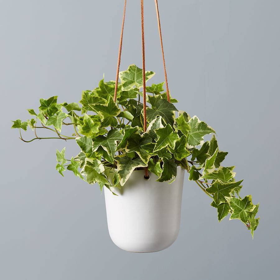 English Ivy Variegated In Hanging Planter