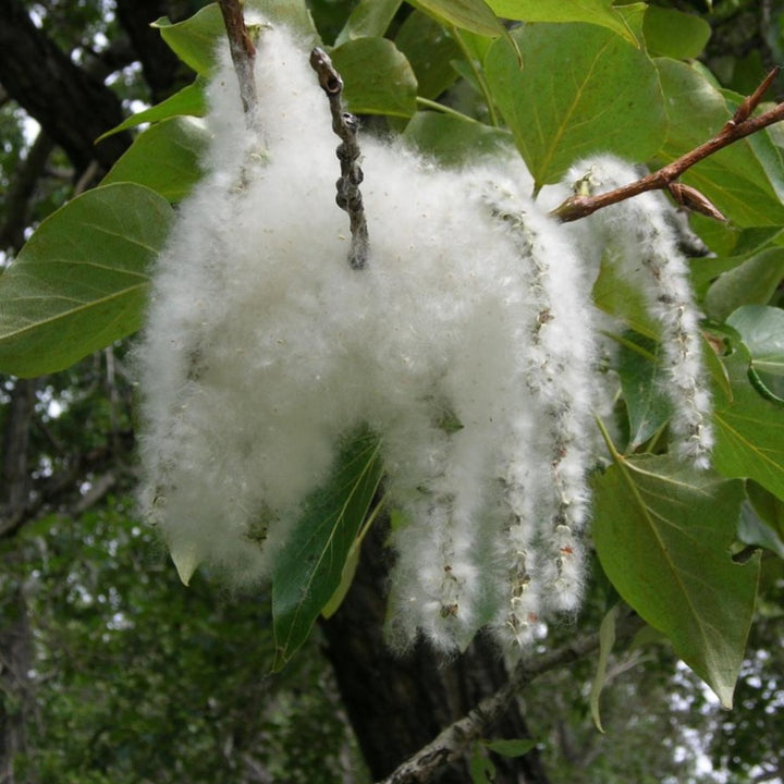 Eastern Cottonwood tree