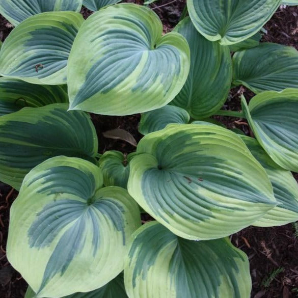 Earth angel hosta